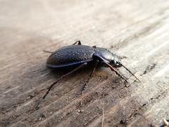 Carabus henningi