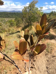 Mascarenhasia