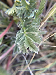 Potentilla ovina
