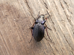 Carabus henningi