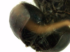 Chrysopilus connexus