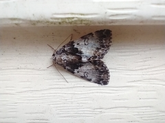 Allotria