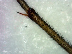 Chrysopilus connexus