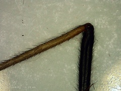 Chrysopilus connexus