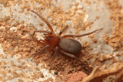 Mesiotelus