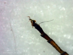 Chrysopilus connexus