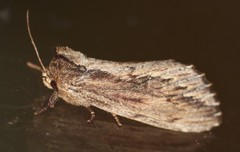 Hylaeora capucina