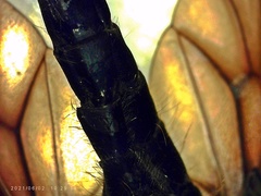 Chrysopilus connexus