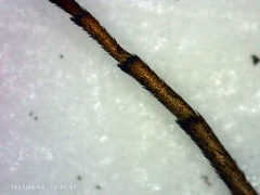 Chrysopilus connexus