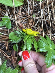 Trollius ranunculinus