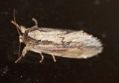 Hylaeora capucina