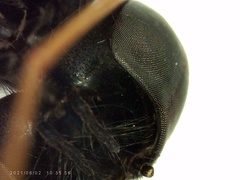 Chrysopilus connexus