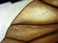 Chrysopilus connexus