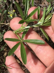 Pediomelum tenuiflorum
