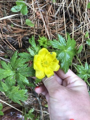 Trollius ranunculinus