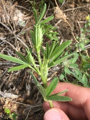 Pediomelum tenuiflorum