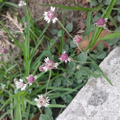 Tridax mexicana