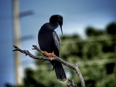 Anhinga