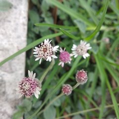 Tridax mexicana