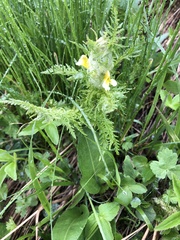 Pedicularis condensata
