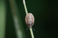 Podops inunctus