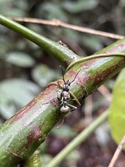 Polyrhachis militaris