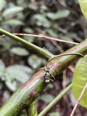 Polyrhachis militaris