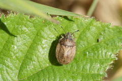 Podops inunctus