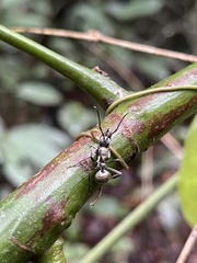 Polyrhachis militaris
