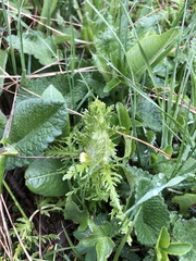 Pedicularis condensata