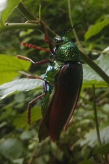 Sternocera chrysis