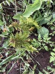 Pedicularis condensata