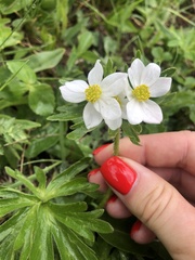 Anemonastrum fasciculatum