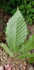 Castanea ozarkensis