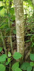Castanea ozarkensis