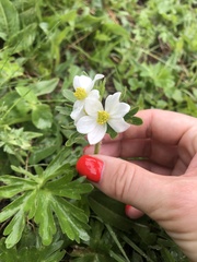 Anemonastrum fasciculatum