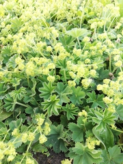 Alchemilla glaucescens
