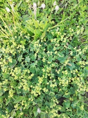 Alchemilla glaucescens