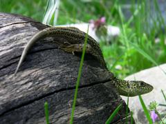 Lacerta agilis
