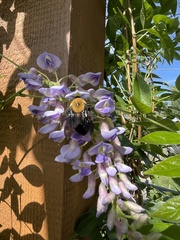 Bombus nevadensis