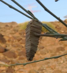 Amicta quadrangularis