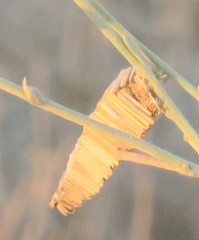 Amicta quadrangularis