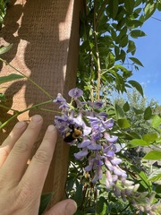 Bombus nevadensis