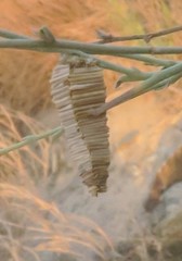 Amicta quadrangularis