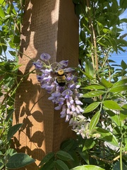 Bombus nevadensis