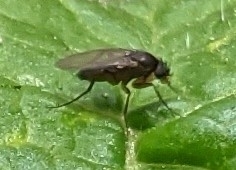 Phoridae