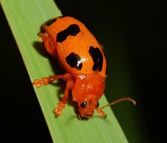 Podontia affinis