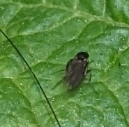 Phoridae