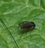 Phoridae