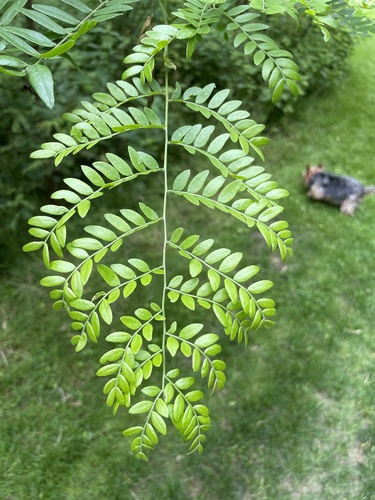 honey locust (Flora de la Alcarria de Alcalá) · iNaturalist